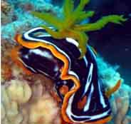 Photo: O. Bar-Lev ; See note in Sea Slug Forum